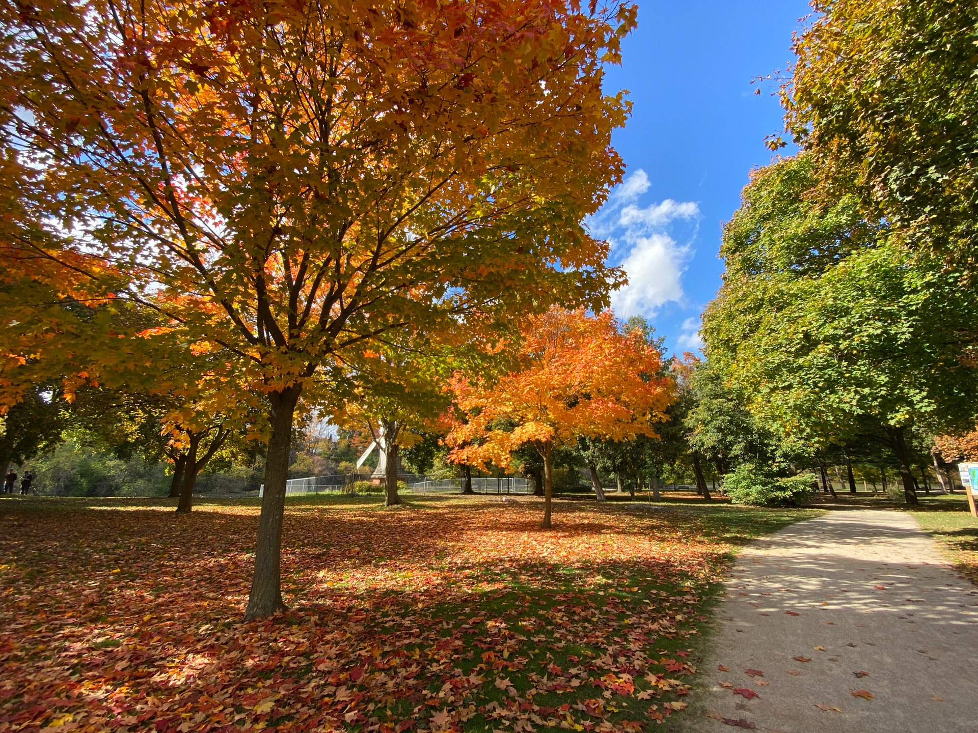 Trees in the fall with orange leaves in Guelph Ontario